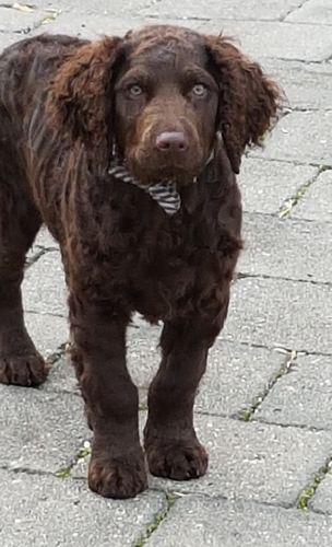 murray river curly coated retriever pups for sale gumtree